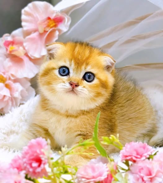 Scottish Fold