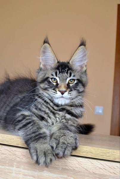 Maine Coon