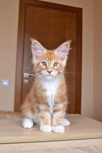 Maine Coon