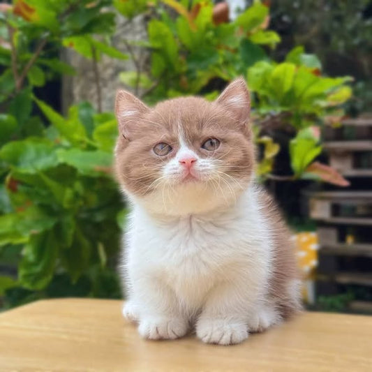 Munchkin