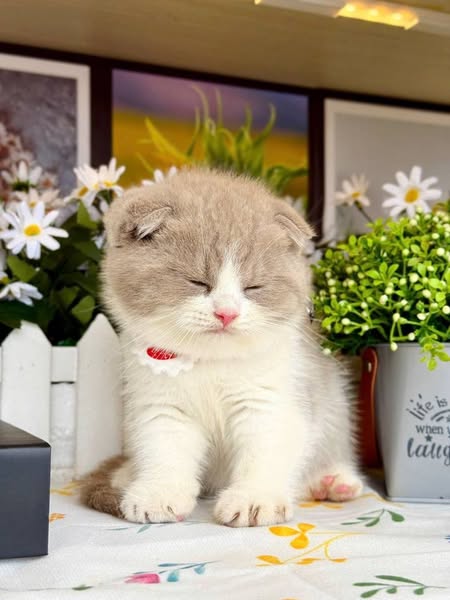 Scottish Fold