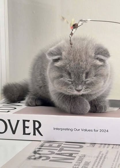 Scottish Fold