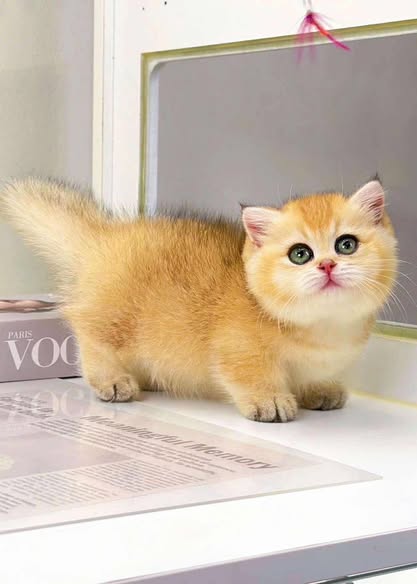 British Shorthair