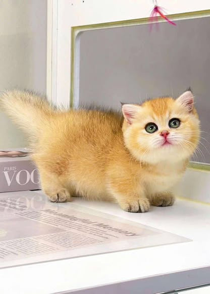 British Shorthair