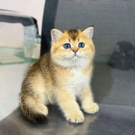 British Shorthair
