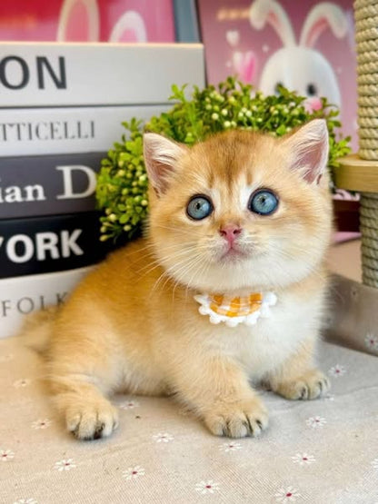 Munchkin