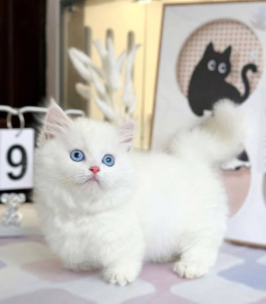 Munchkin Longhair
