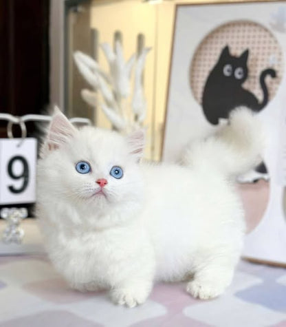 Munchkin Longhair