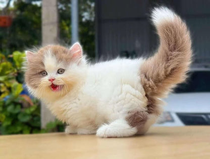 British Longhair