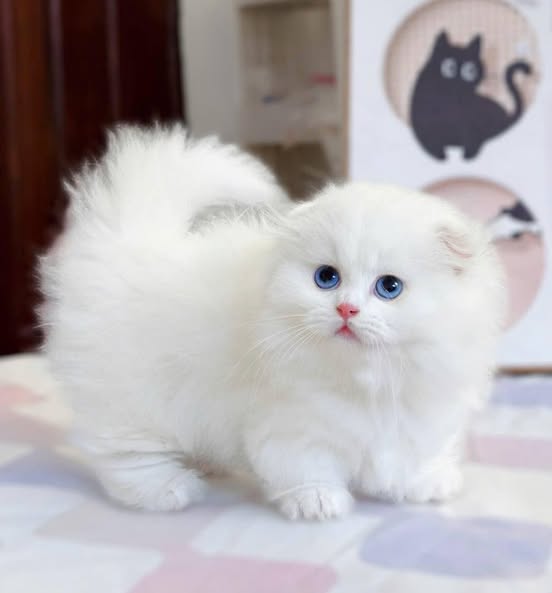 Munchkin Fold Longhair