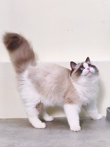 Ragdoll