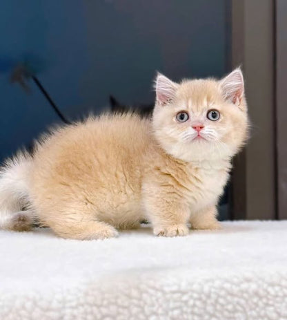 Munchkin