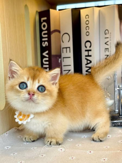 Munchkin