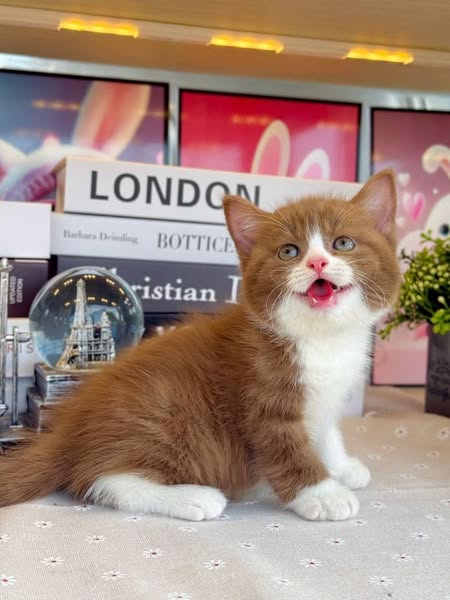 British Shorthair
