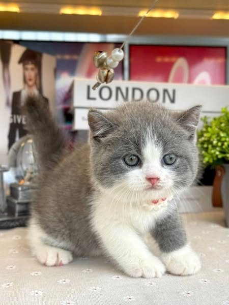 British Shorthair