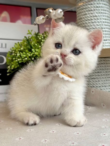 Munchkin