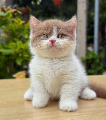 Munchkin