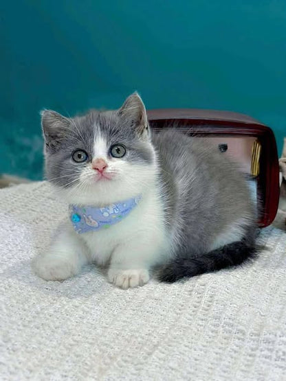 Munchkin