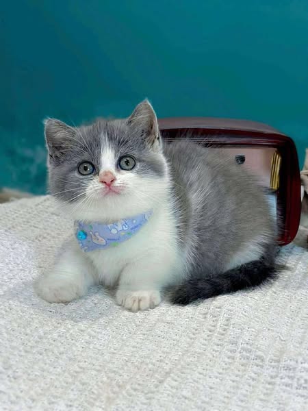 Munchkin