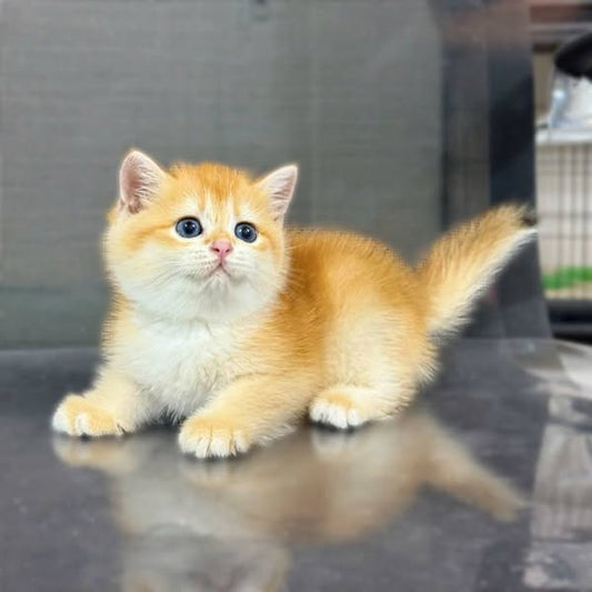 British Shorthair
