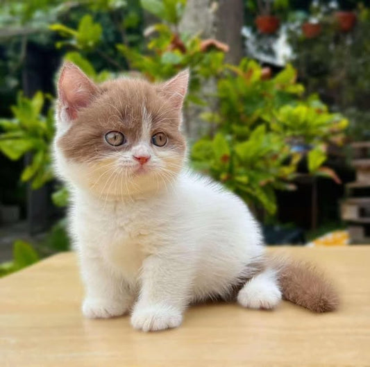 Munchkin