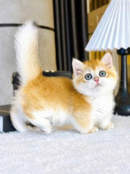 Munchkin