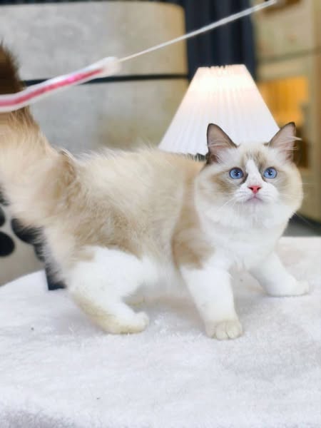 Ragdoll