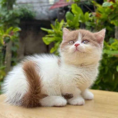 Munchkin