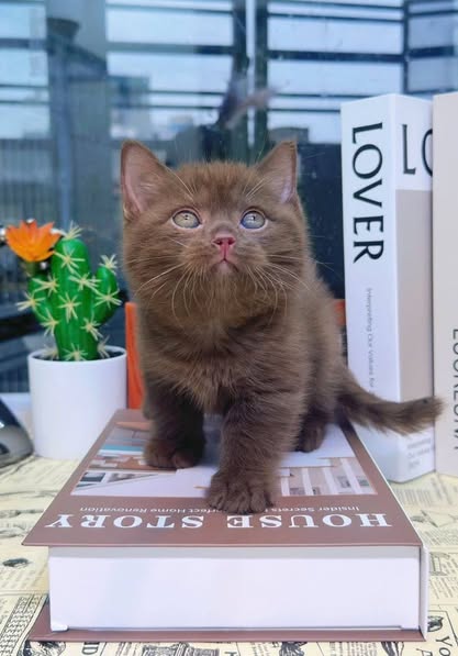 British Shorthair