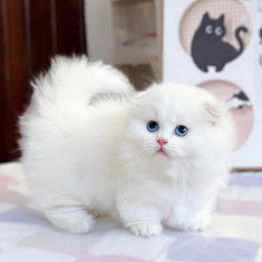 Munchkin Fold Longhair