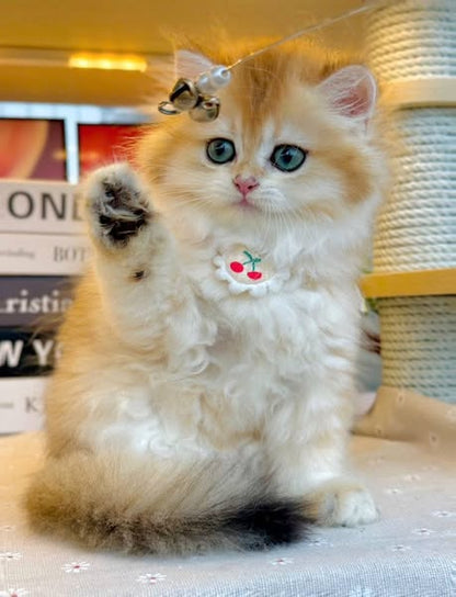 British Longhair