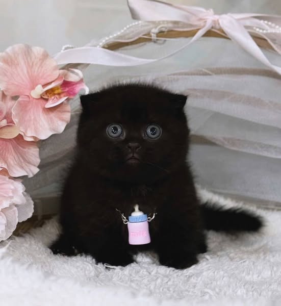 Munchkin Fold