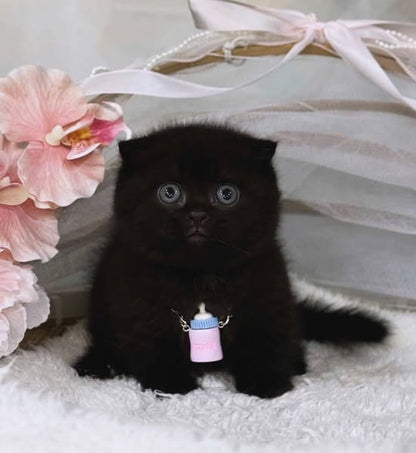 Munchkin Fold