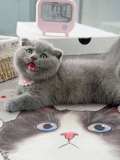 Munchkin Fold