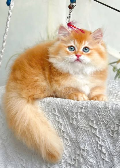 Munchkin Longhair