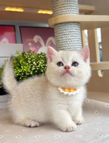 Munchkin