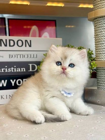 British Longhair