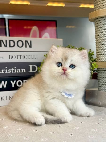 British Longhair