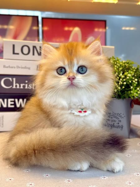British Longhair