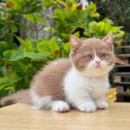 Munchkin