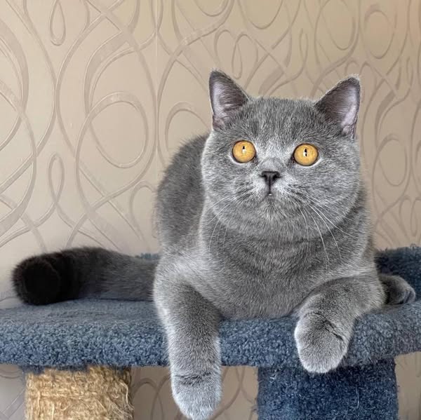 British Shorthair