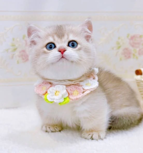 Munchkin
