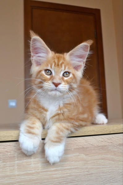 Maine Coon