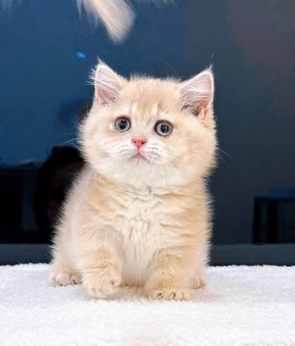 Munchkin
