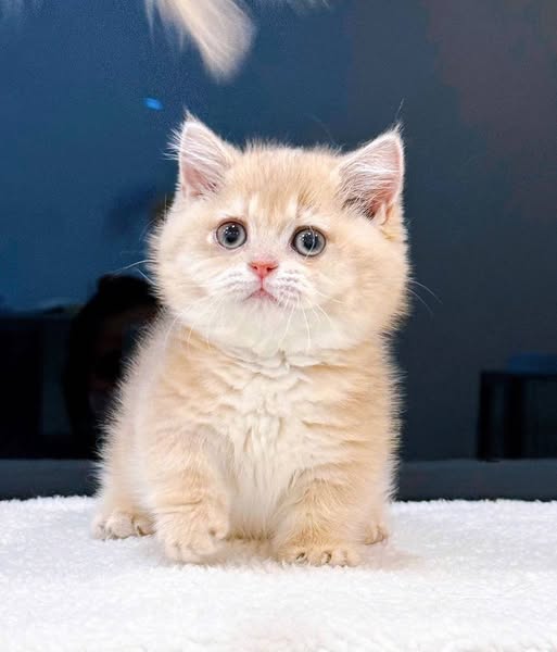 Munchkin