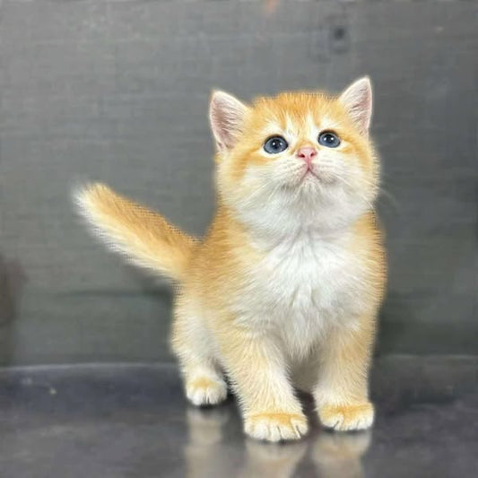 British Shorthair