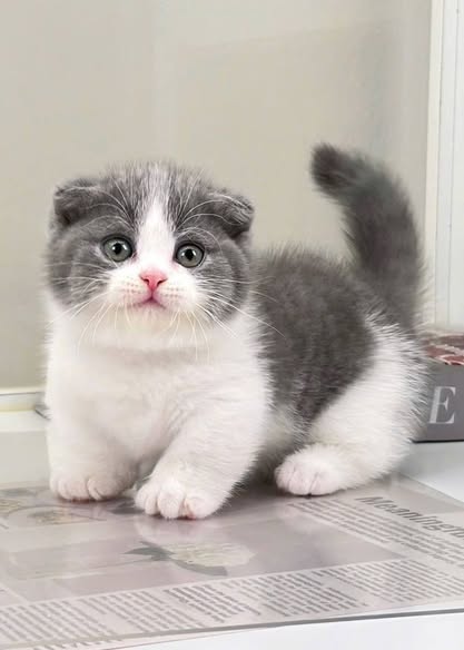 Scottish Fold