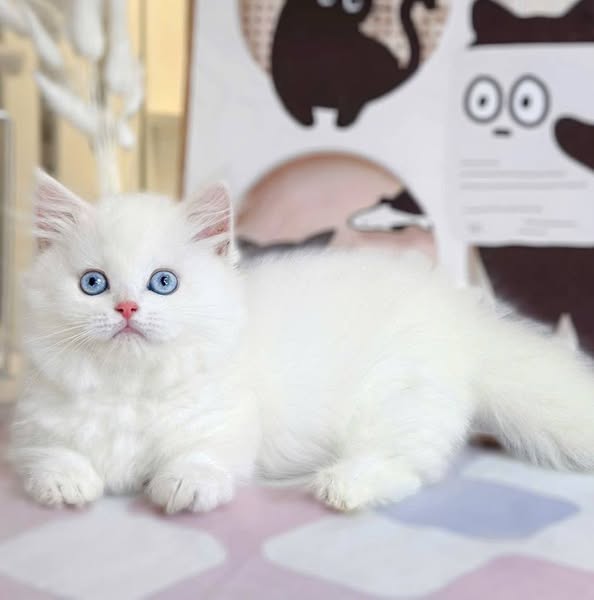 Munchkin Longhair
