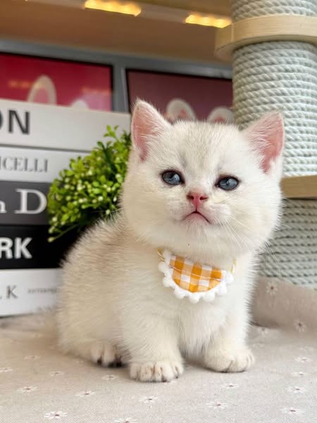 Munchkin