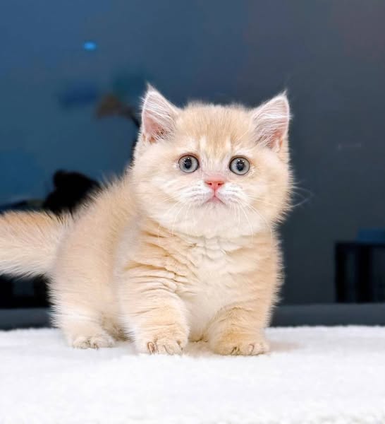 Munchkin